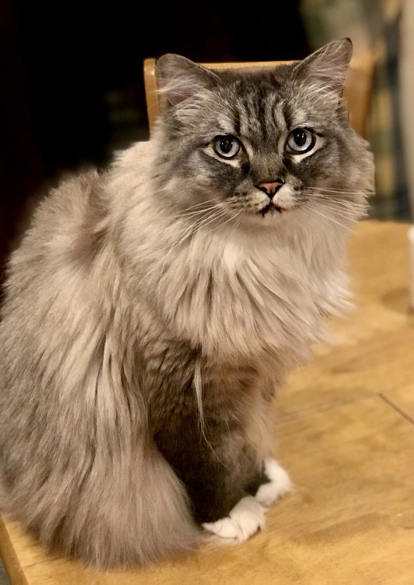 What a beautiful cat you have <a href="/JackRoseReal/">Jack Rose (JCK)</a>