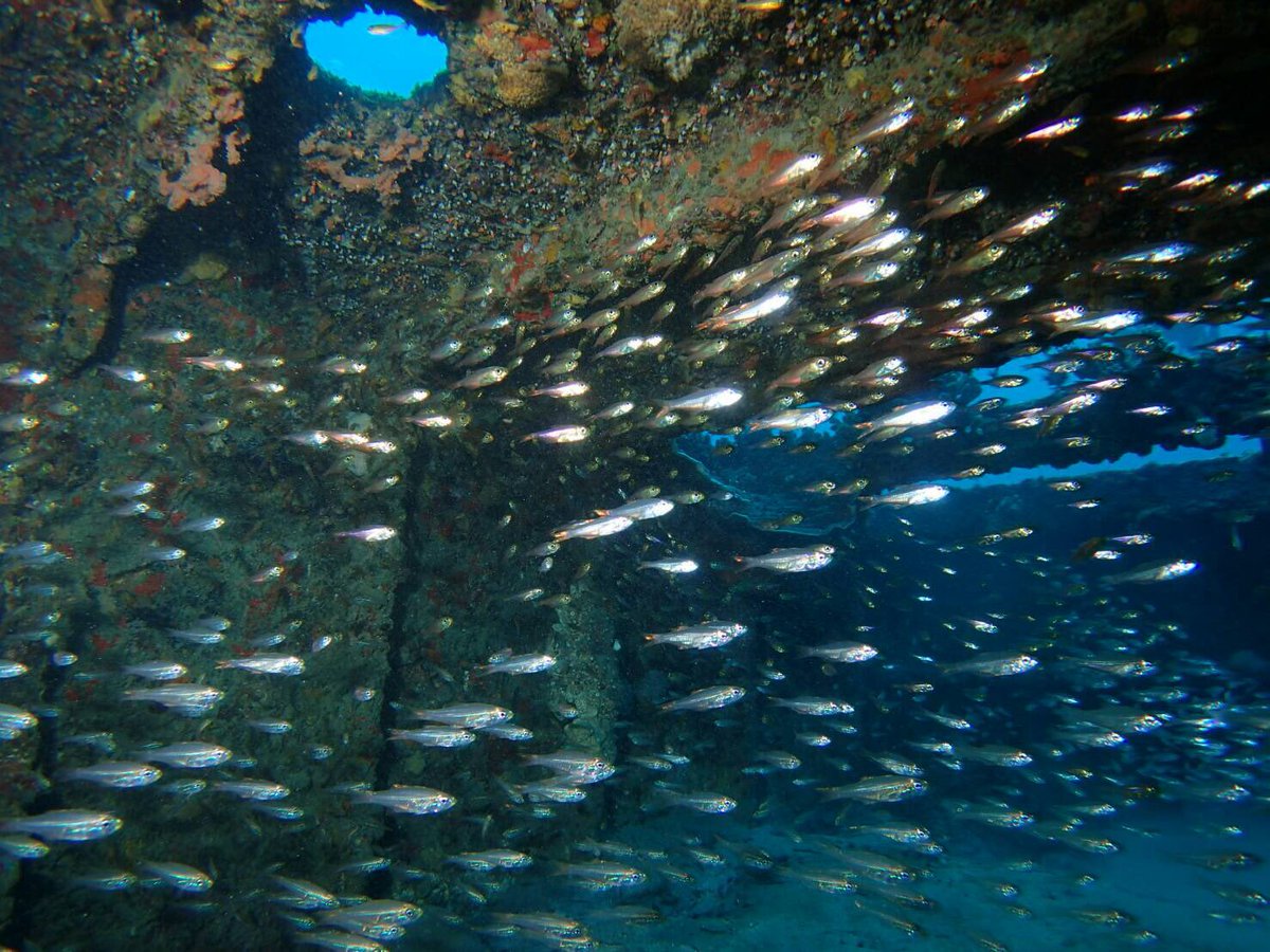 東京農業大学ダイビングクラブ こんにちはーうえだです 小笠原2日目ーーー だいぶたのしいです 農大一般入試おわりましたね 入学式を楽しみにしてます 何かききたいことあったらdmください なんでもこたえます