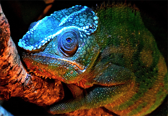 CamCrewGermany's tweet photo. We've been pretty busy with shoots all over Europe and Germany. Read up on our blog what this glowing chameleon has to do with it :) https://t.co/Z4F0ygFAZ8
photo © David Prötzel https://t.co/IUx5yokEhY