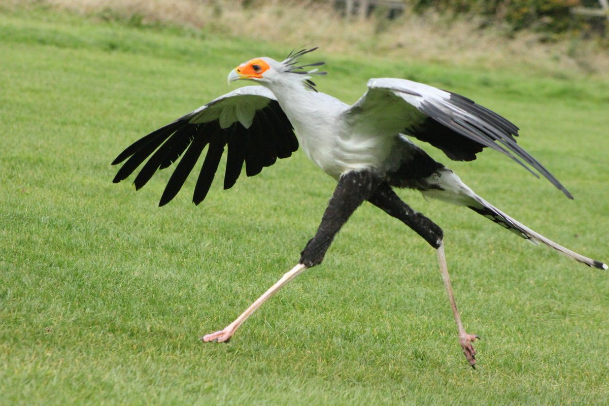 KenasaKe's tweet photo. The secretarybird or secretary bird (Sagittarius serpentarius) is a very large, mostly terrestrial bird of prey. Endemic to Africa, it is usually found in the open grasslands and savannah of the sub-Saharan region.
#NowYouKnow https://t.co/zMb0lRxhHE