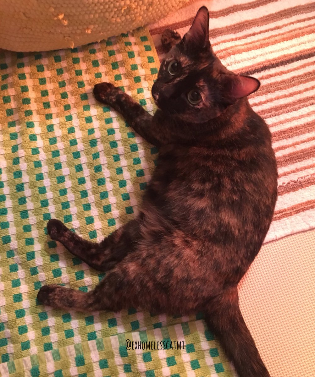 Mitheexferal's tweet photo. ミイの異母兄のポンのことを語らずして、ミイとの出会いを語ることはできない。私達の記録のためにここにそれを残そうと思う。#lifewithMi https://t.co/xAbQIUfnRI