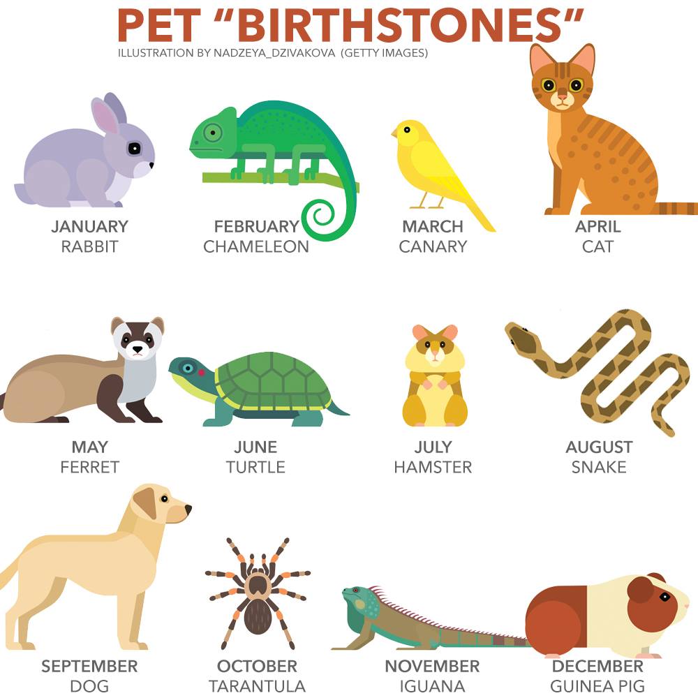 PetStories88's tweet photo. Which one are you? 😊
I'm a #dog 🐶
#pets #dogs #petstories #cats #hamster #guineapig #dailydoseoflove https://t.co/1VP144lris