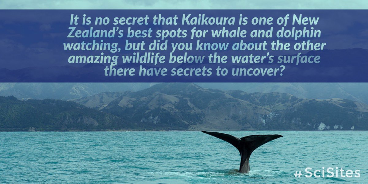 Sci_Sites's tweet photo. Our new contributing author, Megan Jamiesonโ dives into the medical secrets that Kaikลura Canyon holds in her first article. Check it out here: https://t.co/pLrE05mw5c #scisites #scisightings #sciencetravel #scicomm https://t.co/W3plMxkdKT