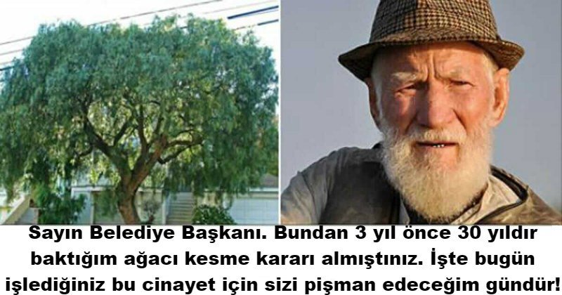 30 Yıldır Baktığı Ağaç Belediye Tarafından Kesilen Yaşlı Adamın İnanılmaz İntikamı anetteinselberg.com/2018/02/09/30-…