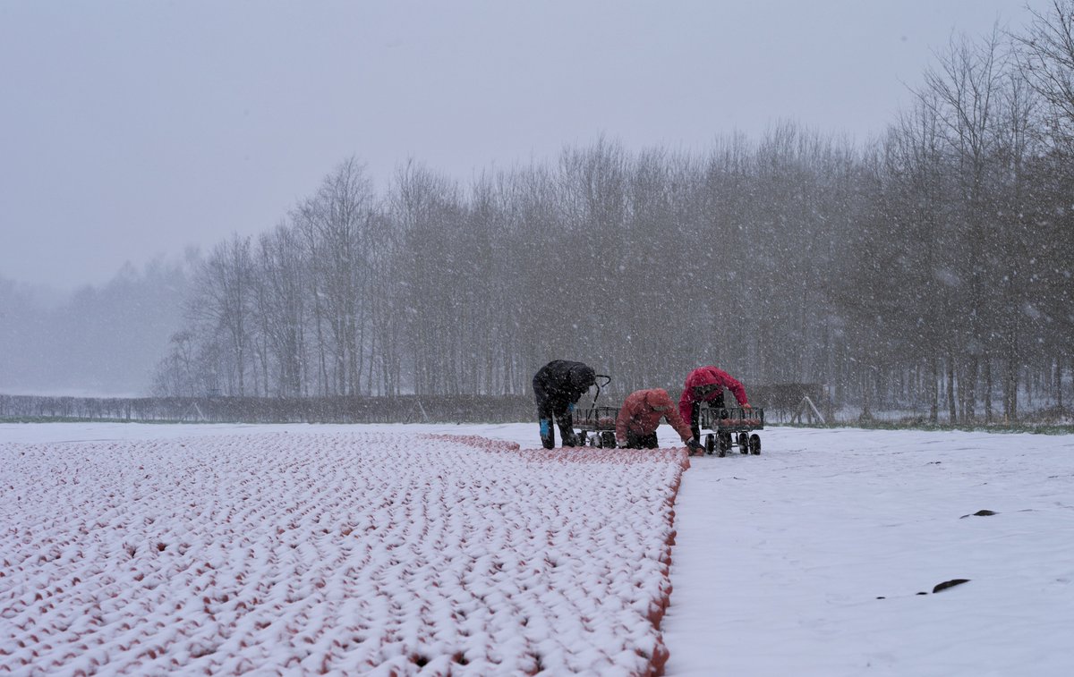 HNaeye's tweet photo. dikke pluim voor de enkelingen die het kunstwerk Land-Art van Koen Vanmechelen verder opbouwen #vrtweer #vrtnws #FocusWTV #sneeuw #ieper #koenvanmechelen #westvlaanderen https://t.co/2EGAzhfns9