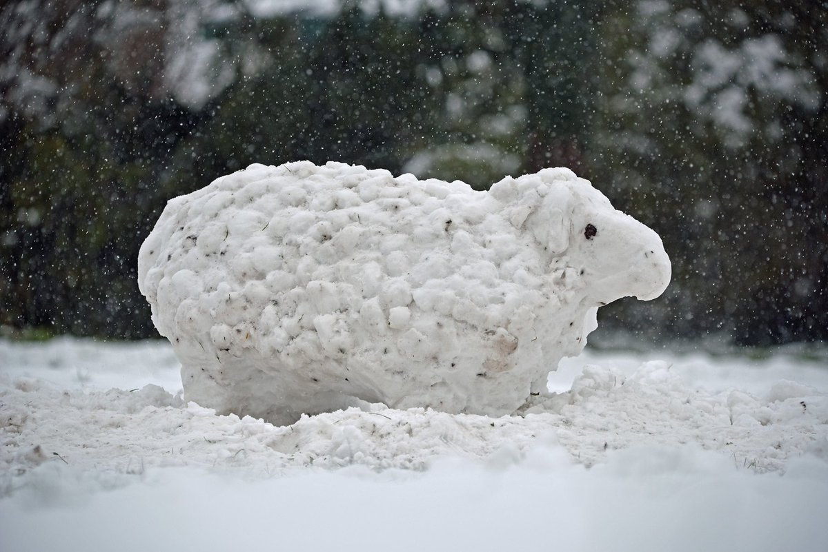 La ferme de Paris est fermée samedi mais venez dimanche rencontrer notre nouvelle brebis !