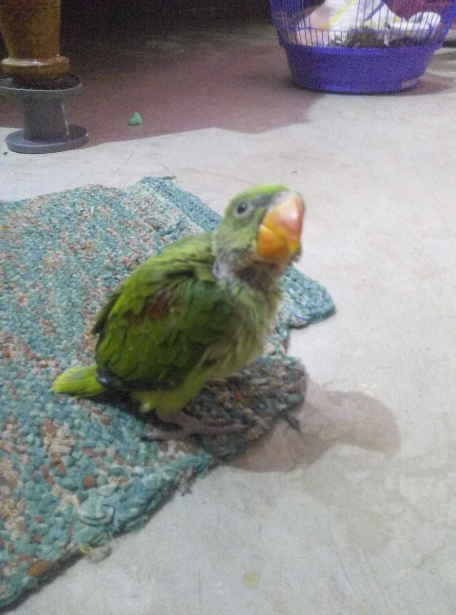 Baby Animal (@babyanimal2) on Twitter photo 