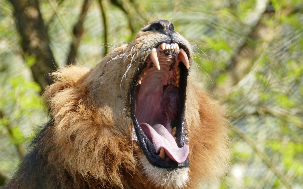 baselogic's tweet image. Building RoaringBitmaps From Streams: RoaringBitmap is a fast compressed bitset format. In the Java implementation of Roaring, it was, until recently, preferential to build a bitset in one… bit.ly/2EShqZA #java #streams #java_performance #benchmarks #bitmap #baselogic