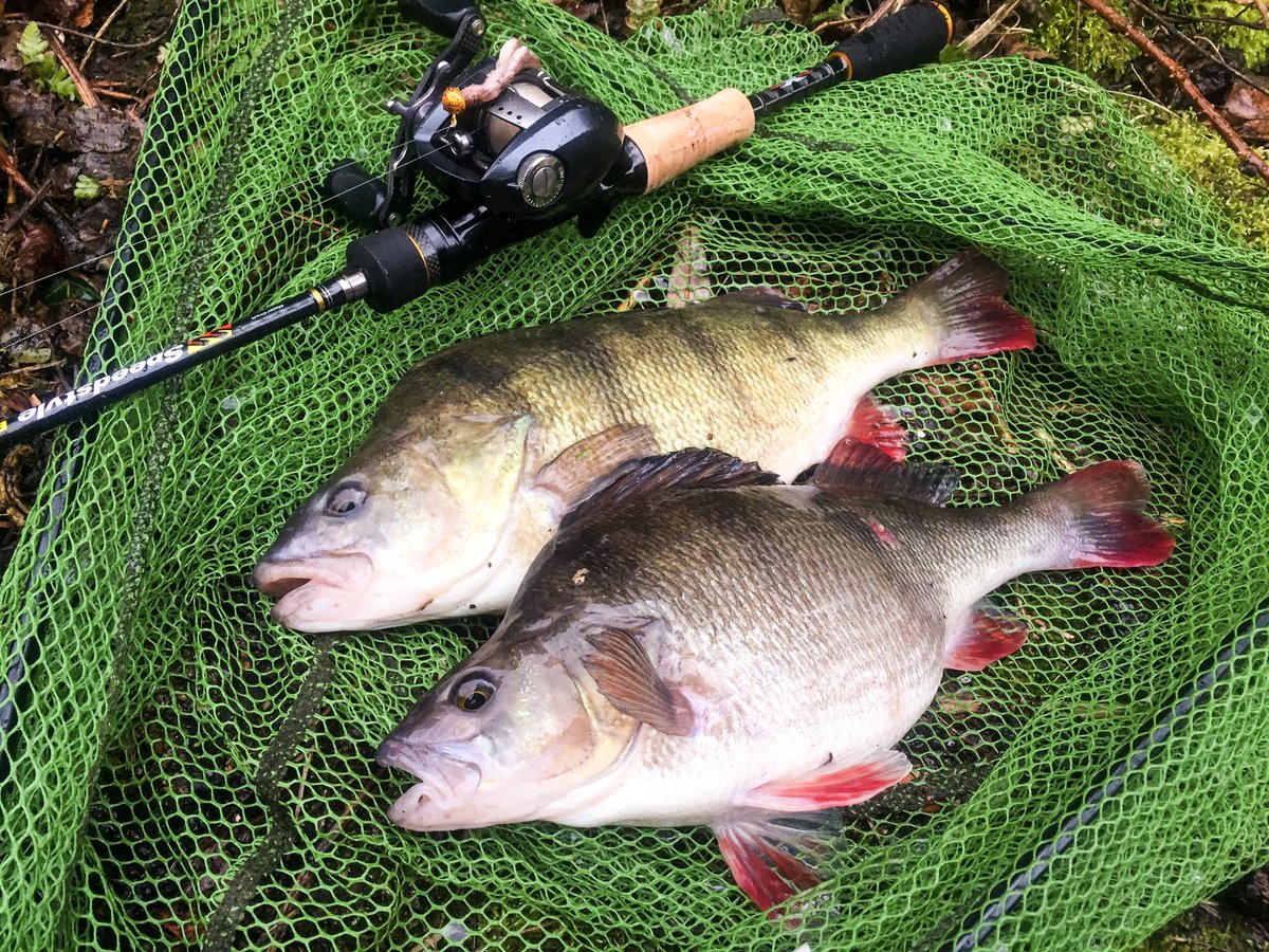 Pumpkin patch #jdm #bfs #majorcraft