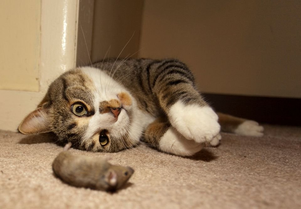 PestSolutionsCO's tweet photo. A mouse in the house is never welcome, especially when the cat is bringing it in. #pestsolutionsplus https://t.co/2ziAQy5kke https://t.co/dJBme3YEGy