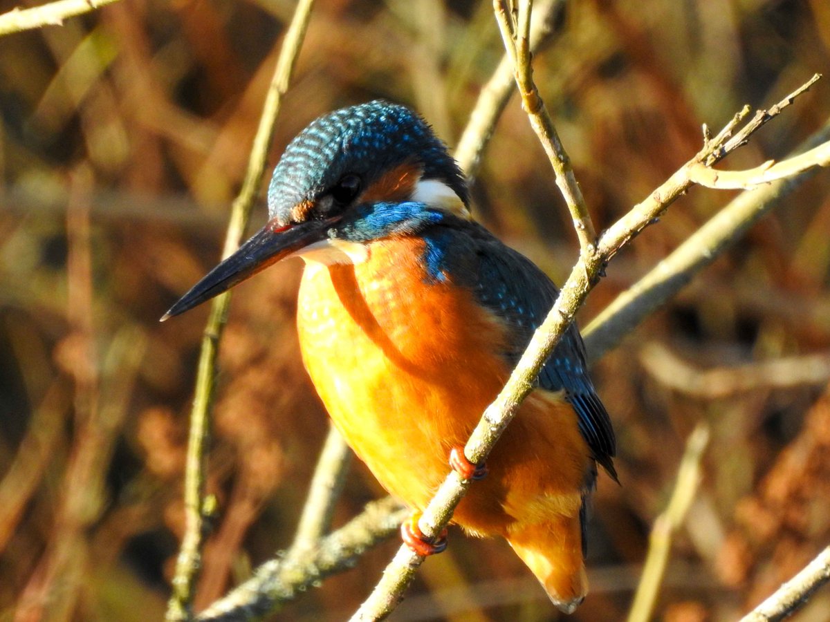 RT @AMRFCR: KIngfisher at the Mosset, Forres today @wildlife_uk
