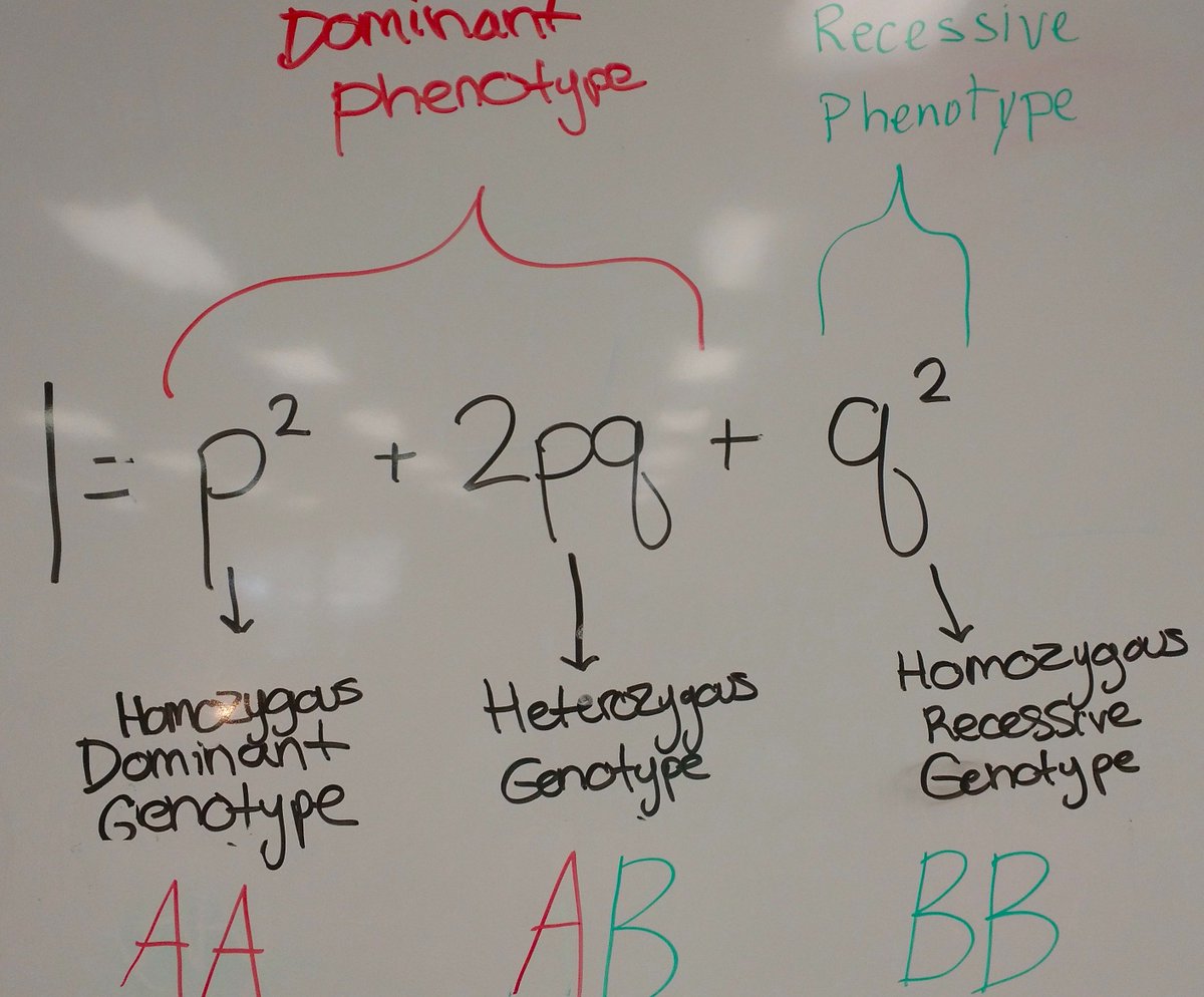 PCIntroBioLabs's tweet photo. Wrapping up our G.H. Hardy birthday week celebration with our awesome Friday section, soon! A great week, thanks to our talented @FriarBiology Teaching Assistants
#DriftRules #TheBeatingHeartOfEvolution #BeAnEvolutionaryGeneticist #ModernSynthesis #HWECoolerThanMendelAndDarwin https://t.co/ZqbjgtSqBY