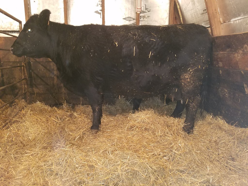Strommencattle's tweet photo. #GoldenChild finally got my much wanted heifer out of #GOATcow, had to lose 2 sets of twin heifers to get there (one embryo, 1 natural) but we made it!!! https://t.co/j2B30ssDQW