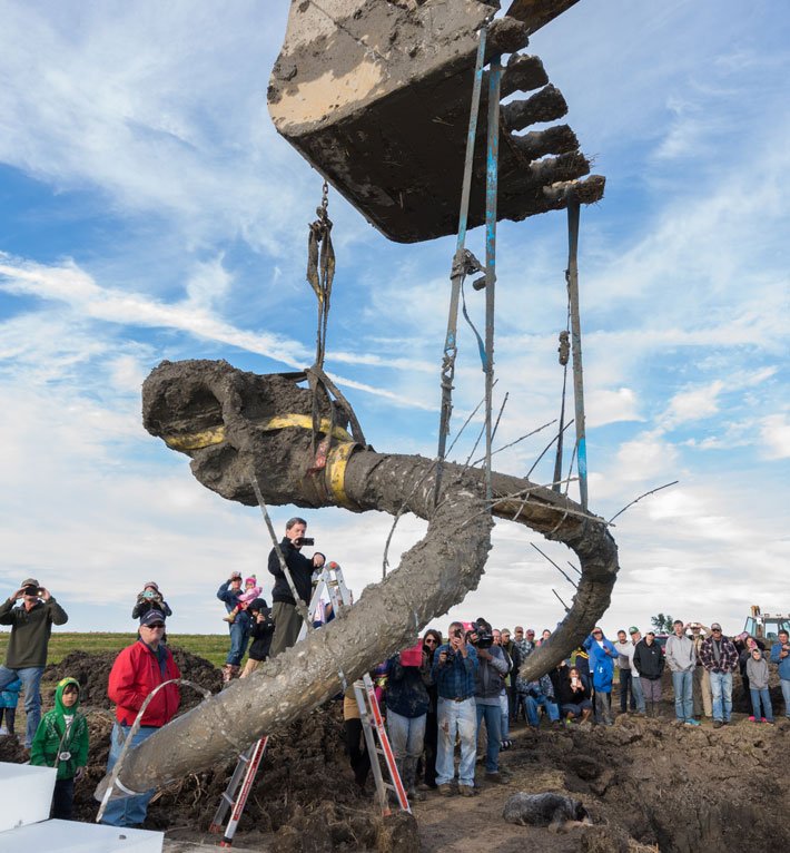 archaeologymag's tweet image. From the Archives: The remains of a mammoth butchered by humans were unearthed in Michigan. 

archaeology.org/issues/202-160…
