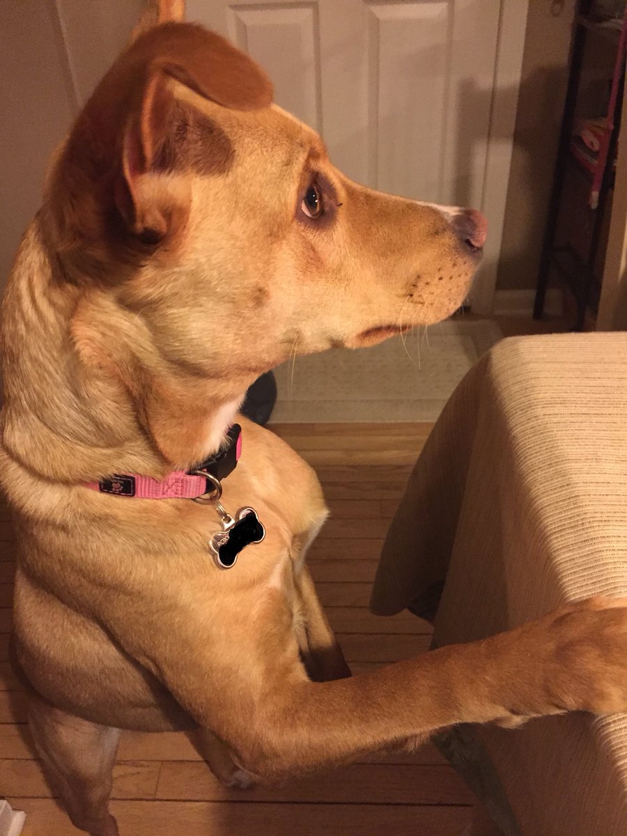 Patticakes217's tweet photo. Last night was the first time my dog saw a lit birthday cake. She was fascinated by it and then even more when we decided to sing to it ๐๐๐๐๐
#Roxygirl #ThinksShesHuman https://t.co/ZQgpue92gh