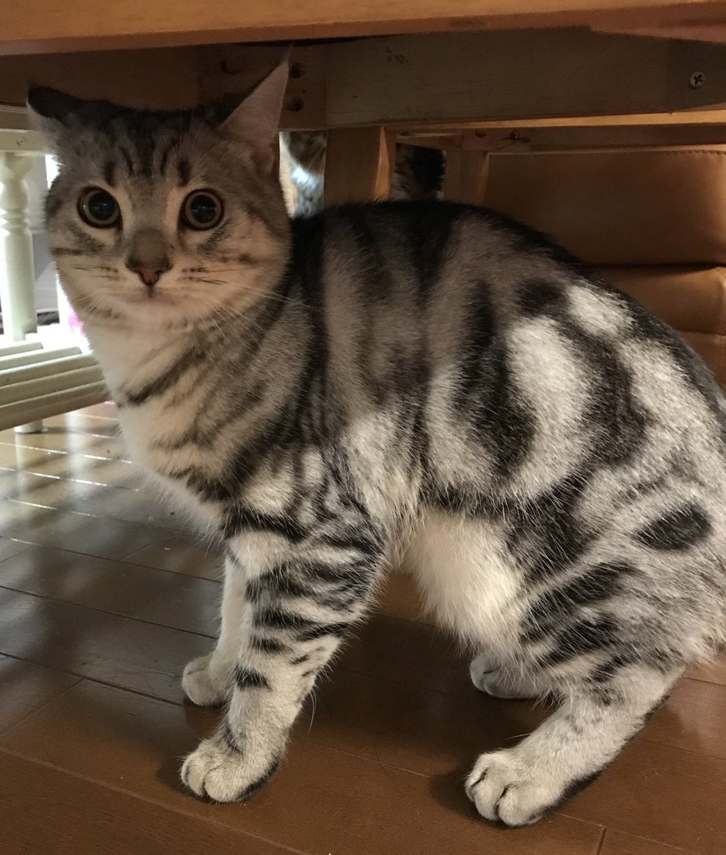 くるみꕤ 猫友 アメショ 6ヶ月 が遊びに来て癒された O O 4ヶ月ぶりの対面 お互いに気になるみたいでずっと追いかけっこしてました メインクーン アメリカンショートヘア にゃんすたぐらむ ねこすたぐらむ