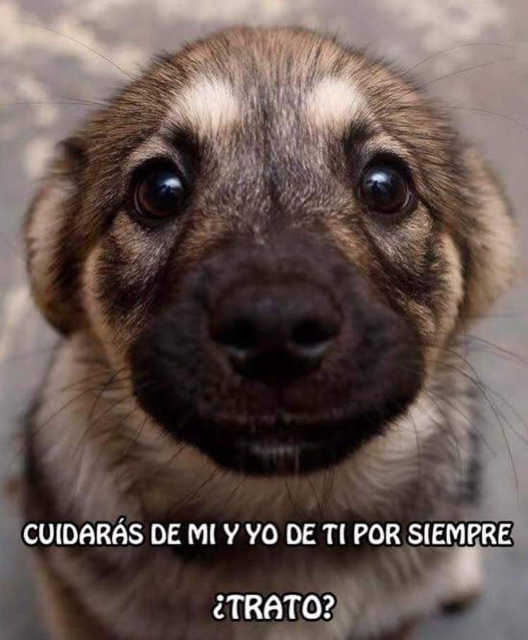 fundaproba's tweet photo. Cuida de ellos hasta que ya no esten contigo. https://t.co/1fuZDGnXV9