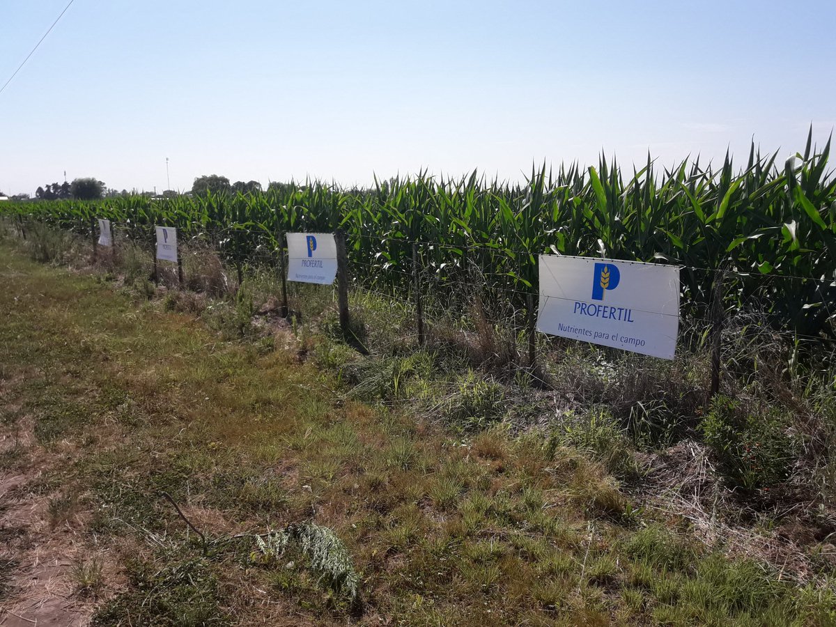 RodrigoFalcone5's tweet photo. Visita Lote demo eNeTOTAL PLUS Coronel Arnold, Santa Fe junto a nuestro distribuidor ALFAGRO. @ProfertilNutri #nutrición #nitrógeno #ENETOTAL PLUS https://t.co/YNPPw5NJ0W