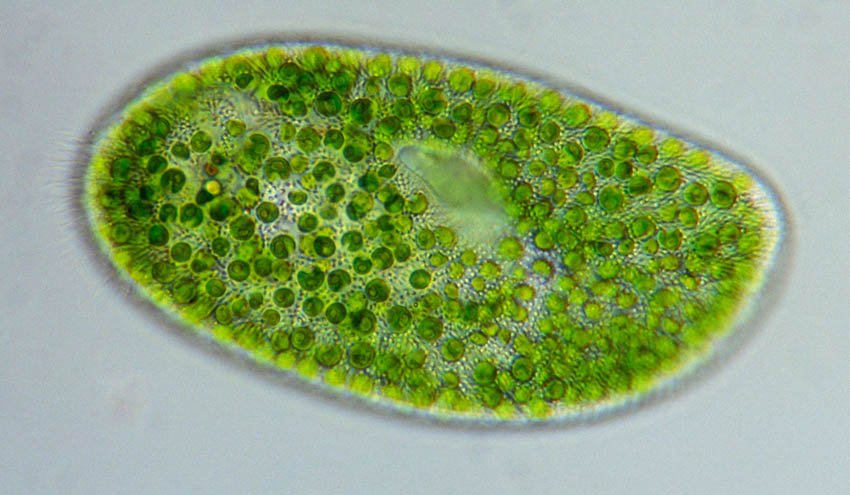 RevistaRETEMA's tweet photo. De residuos agroalimentarios a aceite para producir #biodiésel mediante cultivo de #microalgas https://t.co/22EMzKzTlP #CYCLALG @neikertecnalia https://t.co/F3zVdjYVgw