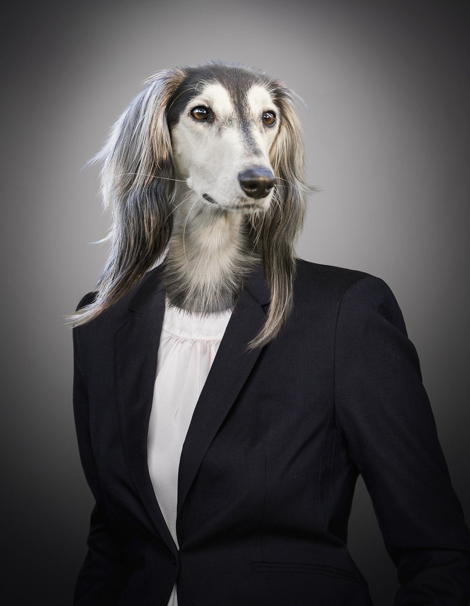 KeystoneSuzanne's tweet photo. @madebydbm We know how much of a fan you are of funny stock images and dogs - the Keystone team just wanted to show you the 'interesting' image we came across this afternoon! #WorkingPAWfessional https://t.co/PVTQF4GppX
