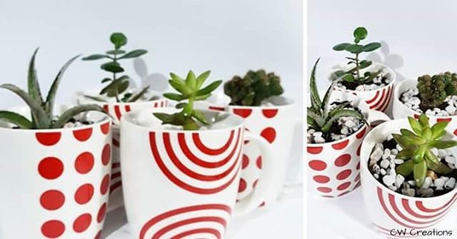 cwcreationstt's tweet photo. Yes, we do special orders. These cuties were part of a client's request for Valentine's Day #succulents.

#uniquegifts #cwcreationstt https://t.co/lQBoumwzil https://t.co/NBHlKfOKaz