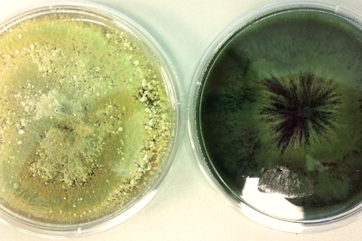 'All #bacteria is bad' - true or false? 

@sarahhovinga explores the world of #bugs, and why they matter to our food systems. #AgLearn 

cropscience.bayer.com/en/blogs/2018/…