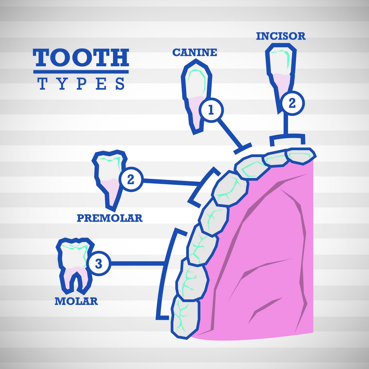 ZebonCopseDP's tweet photo. Think you're an expert on oral health? Do you know all of the types of teeth? https://t.co/XvWaGGSDBX https://t.co/5TZX595EZz