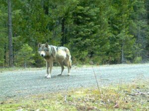 protectthewolve's tweet photo. Wolf compensation bill clears initial hurdle - #GrayWolves #WolvesInOregon -
Under House Bill 4106, Oregon lawmakers would be required to appropriate money to the state’s wolf compensation fund based ... - https://t.co/bgy3aLMGtl - https://t.co/tNmSxV4TSy