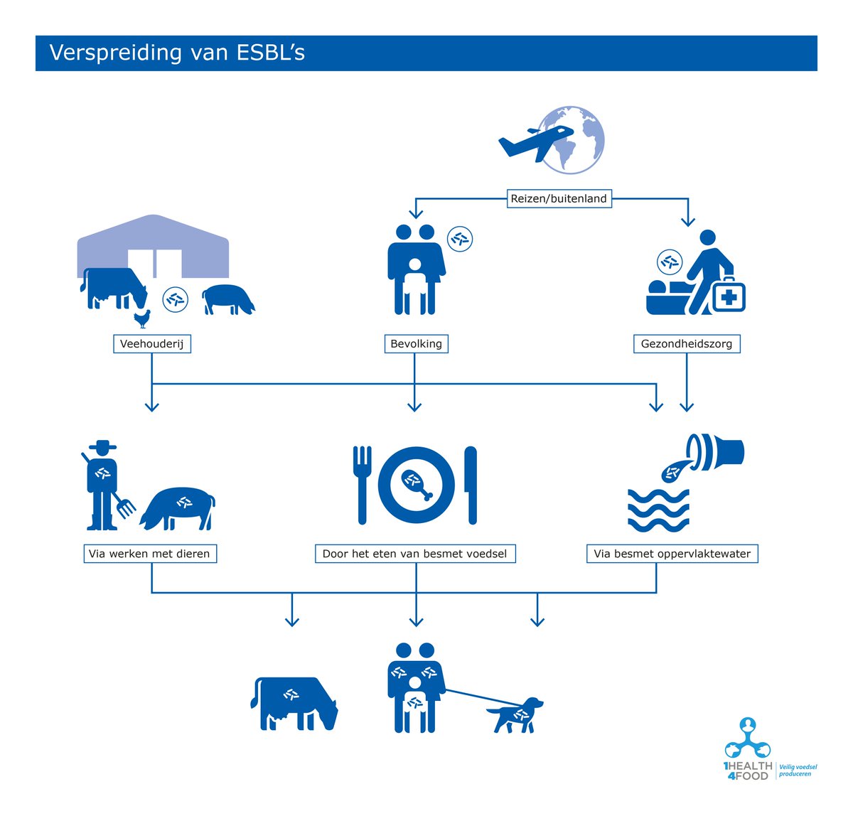 WURbvr's tweet photo. #AntibioticaResistentie: we onderzochten 22 bronnen (mens, water dier etc.) op ESBL’s en vonden deze enzymen in allen. Hoe gaat de verspreiding? #ESBLAT https://t.co/ziczU9kFGv https://t.co/DJvksAtvIs