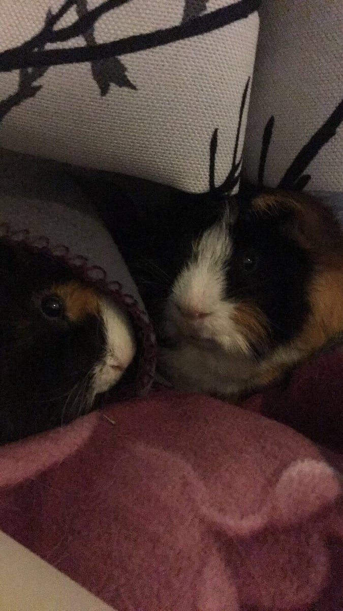 FlyersGirlNath's tweet photo. Relaxed boys😍 #guineapigs #guineapig https://t.co/KRzEBpmw2r