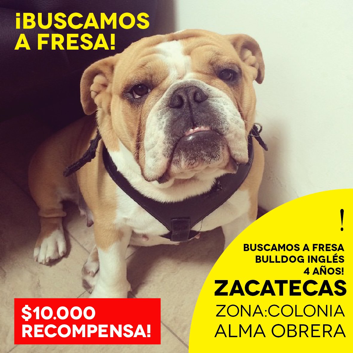 jupasetti's tweet photo. @MinerosFc #buscamosafresa DIFUNDIR ¡tiene que aparecer! RECOMPENSA $10000! #Zacatecas  @maipasetti https://t.co/31ExOPYs6x