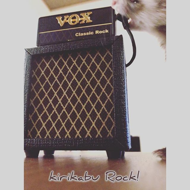 KirikabuJPN's tweet photo. きりかぶろっく🎸
+
#rock #stackamp #voxamp
#ferretrocks #kirikabudalan #ferret #フェレット #ろっく https://t.co/crjFF4kwTm https://t.co/Pk5bYH7tmC
