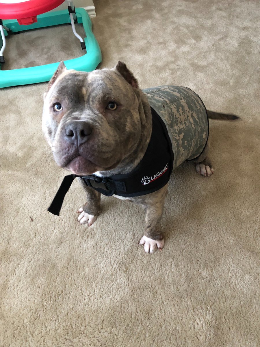 iAM_KoDAViS's tweet photo. @LaguardDogVest thank you https://t.co/4I52h2oIrL