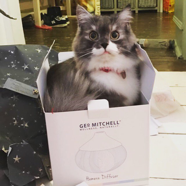 GeoMitchellCo's tweet photo. Wondering about how you can use essential oils around pets? Have a read of our article on how use them safely. https://t.co/lcBqQEFEEn https://t.co/OmPBLJ0Xnl