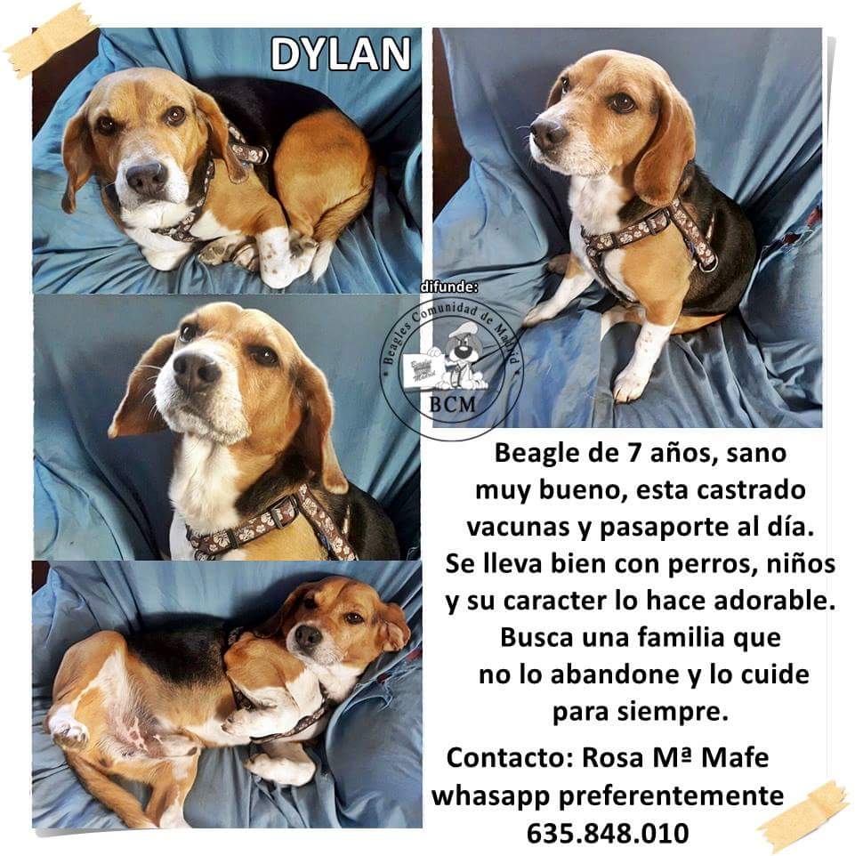 BeaglesCAM's tweet photo. @AleixEspargaro nos ayudas a difundir a Dylan??? Es un Beagle buenísimo!! https://t.co/g5irxrk1UG
