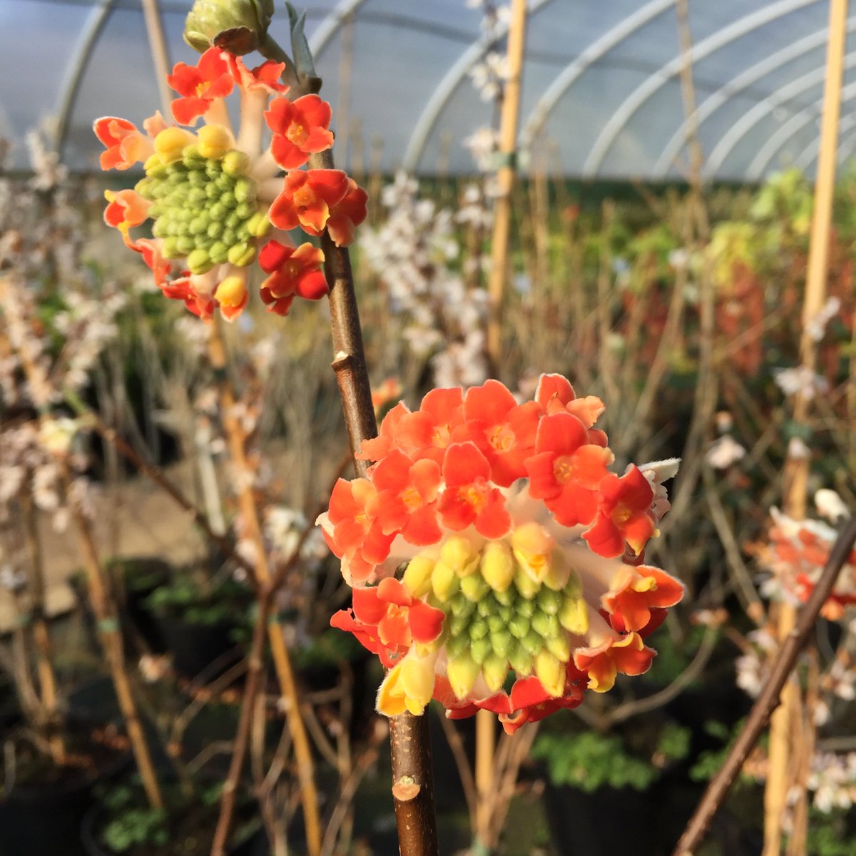 Scented polytunnels here on the nursery! It's a hard choice to pick your favorite, when you have to choose between the simple subtlety of #Sarcococca and the rarity of these #Edgeworthia 'Red Dragon'. #scentedplants #plantnursery #winterflowers #AVlist
