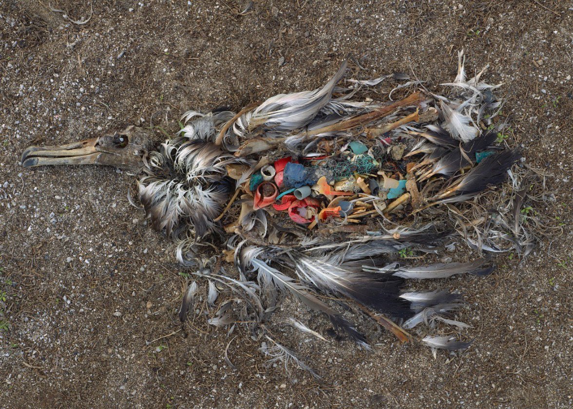 olafureliasson's tweet image. Albatross bodies filled with plastic. The first, small steps are easy but necessary. Stop sucking (on plastic straws), no disposable plastic bags or single use plastic wrap. 
Re-duce, re-use, re-cycle!
#plasticpollution @cj_artist #stopsucking @lonelywhale
instagram.com/studioolafurel…