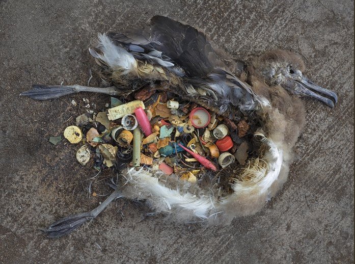 olafureliasson's tweet image. Albatross bodies filled with plastic. The first, small steps are easy but necessary. Stop sucking (on plastic straws), no disposable plastic bags or single use plastic wrap. 
Re-duce, re-use, re-cycle!
#plasticpollution @cj_artist #stopsucking @lonelywhale
instagram.com/studioolafurel…