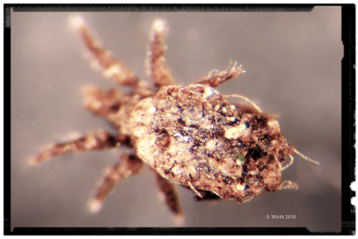 Nothrus palustris
