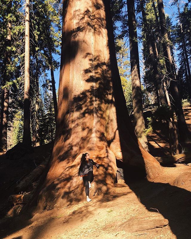 CHELSEAoutloud's tweet photo. Today I woke up to 2 work emergencies before 7:30am. But yesterday, I was here 🌲✨ #SequoiaKingsNPS #FindYourPark #chelseastrail #brbchasinglight https://t.co/i0rvnOg8Tx https://t.co/5pgYD0hh1I