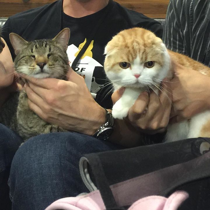 Cool Cat Lovers on Twitter "We are very sad to hear oskar_the_blind