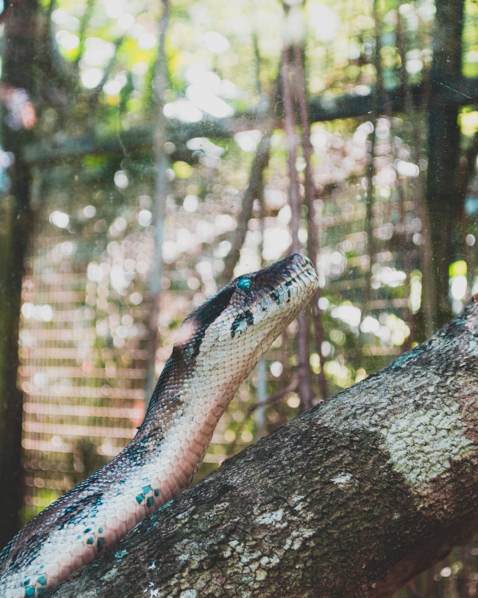 cellphonecreate's tweet photo. This guy was endless and cool enough to let me snap a photo!

Follow the channel, we post one pic a day of #mobilphotography goodness.

https://t.co/QCYylPOHUl

#androidphotographers #animalphotography #snakes #costarica #picdeldia #followme #picoftheday #shotfromthegalaxy https://t.co/0cxmBlBLMP