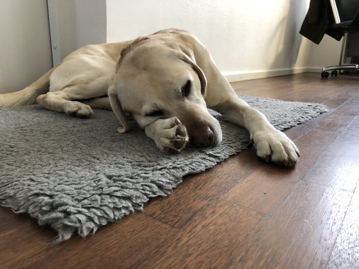 fintechcube's tweet photo. #FridayFacts : #Bürohunde als unsere #FinTechCube #ChiefHappinessOfficer - glückliche Arbeitnehmer liefern eine bessere #Qualität, machen weniger Fehler und sind #produktiver. Immer mehr #Unternehmen erlauben deshalb ihren Mitarbeitern, #Hunde mit ins #Büro zu nehmen 🙏👌 https://t.co/N7Nt55wlND
