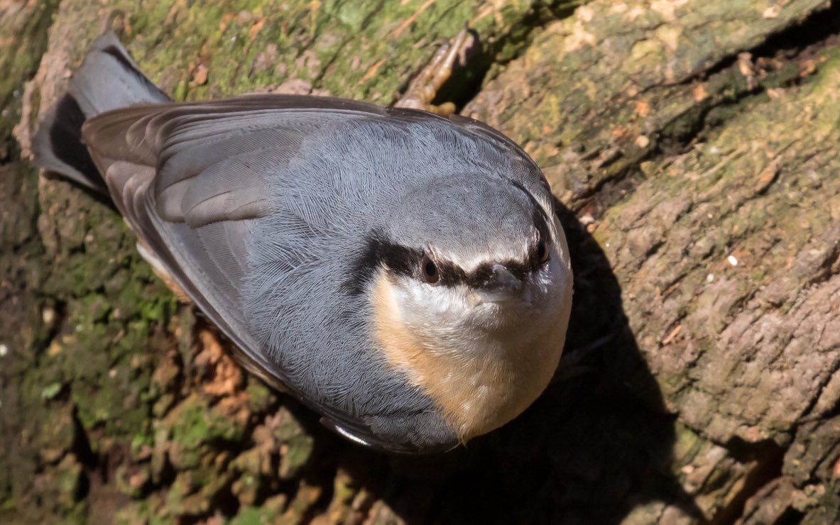 RT @NSLBirding: Nuthatch Forest of Dean @Avibase @wildlife_uk