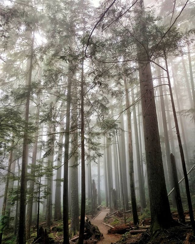 EveryAnth's tweet photo. (Insta) https://t.co/Ub08OlEmhg
As we hiked up to the top of Mt. Si, things started to get real foggy! βοΈπ³ -J _________________________________ #icantseeyou #fog #foggyday #foggymorning #foggy #hikinglife #trail #tree_magic #hike365 #everydayanth #everydayanthropology #podcast https://t.co/hFAXOBj305