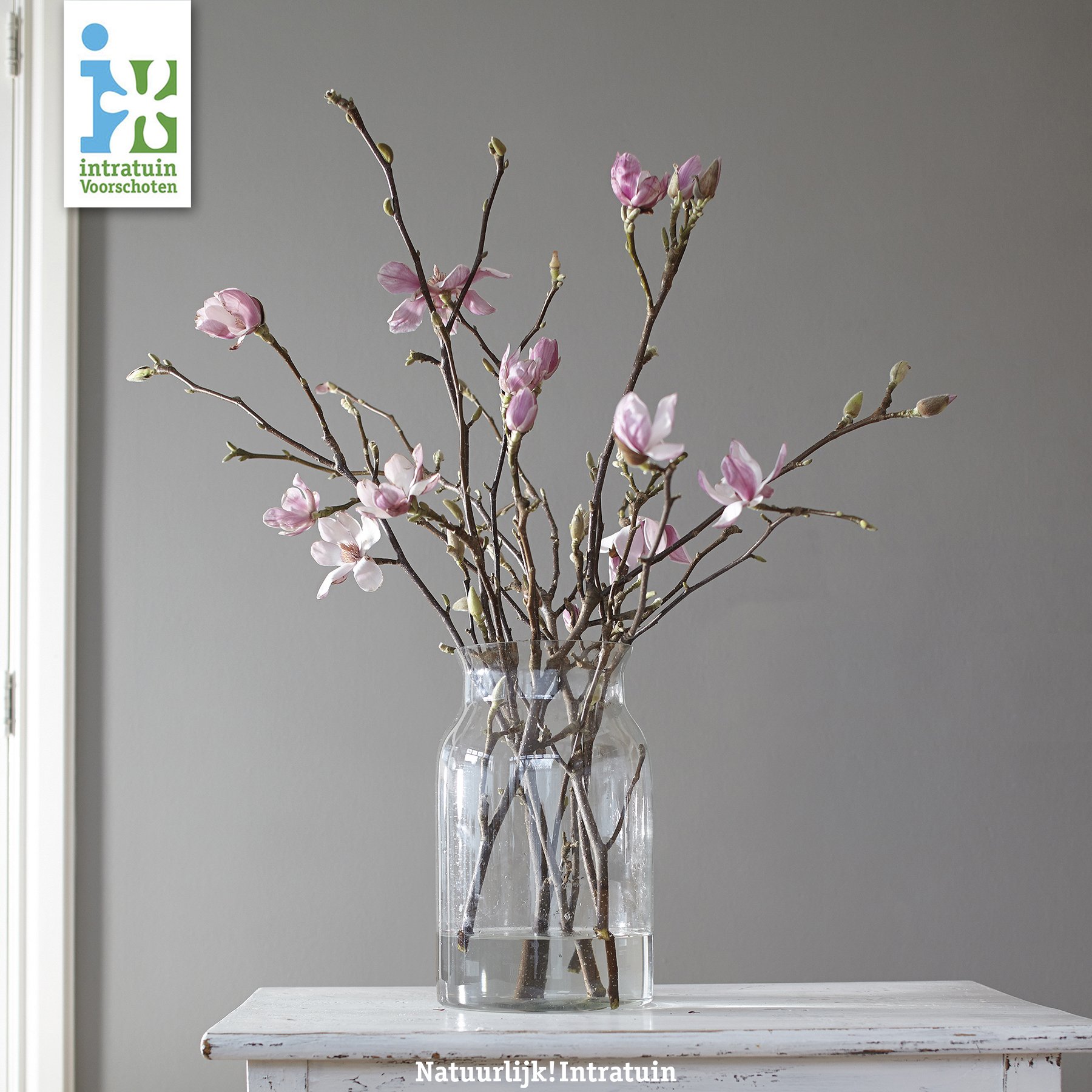 IntratuinVoorschoten on Twitter: "MAGNOLIA | Simpel maar zo mooi 😍 Wat vind jij? #magnolia #simpel #fleur #bloemen #takken #minimal https://t.co/kEQYgcNQ9n" Twitter