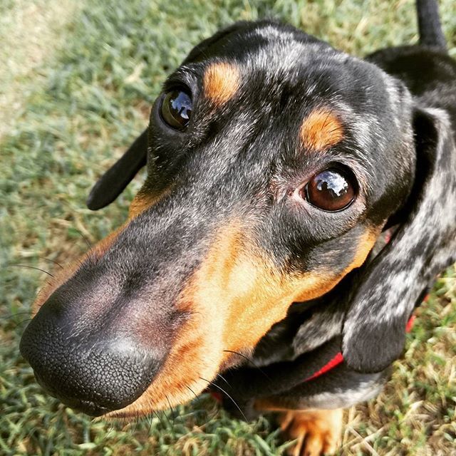 simon_the_dach's tweet photo. Can you resist to this face?
•
•
•
•
•
•
#dachshundsoninstagram #dachshundig #dachshundoftheday_ #dachsundoftheday #dachstagram
#dachshundlove_feature #dachundsofinstagram #dachsunds #dachshund_dawgz #dachshund
#dachshundlifestyle #dachund #dac… https://t.co/tHhC9mP52Z https://t.co/SxPixlKopT