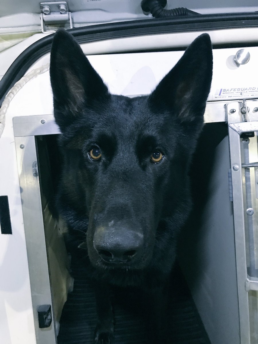 14 people seen to decamp from a lorry off the M40 <a href="/tvprp/">TVP Roads Policing</a> followed a group, Iggy assisted in detaining 8. 3 more seen heading across fields and decided to run until they saw Iggy chasing them and gave up. 2 detained by PCSO's and the last found by NPAS guiding Iggy in #Teamwork