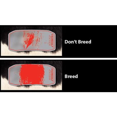 SmallholdersUK's tweet image. With our semen ordered and on ice at the vets, we needed to know the exact day the girls came into heat. We used @ESTROTECT stickers. You slap them on their bums and then when either Alfie or their other lady friends mounted them, the sticker turned orange.