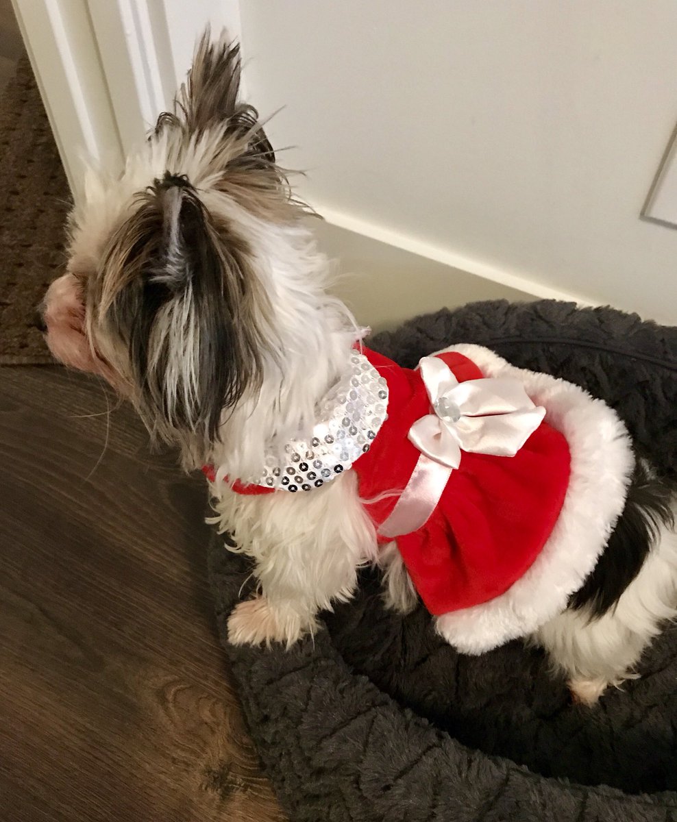 charlesadler's tweet photo. @empowercanadian @Olympics @TeamCanada Erin, here's a photo of my  #Odele She 's been anticipating the #Olympics since Christmas. Can't wait to watch the skaters, skiers &amp; luge. https://t.co/WK5XP4TNJb